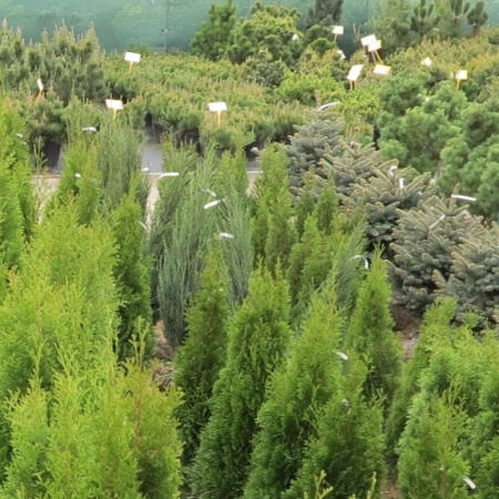 Coniferous trees