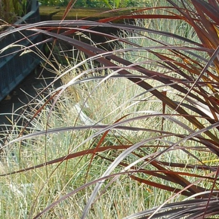 Bamboos and ornamental grass