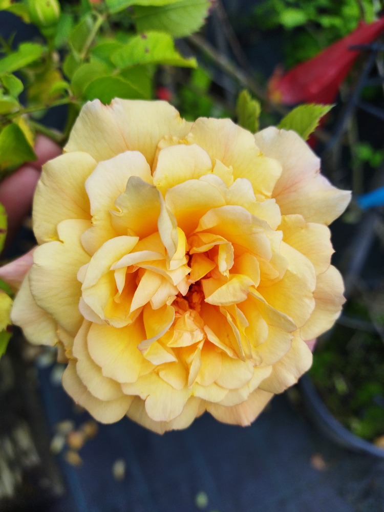 blog-image