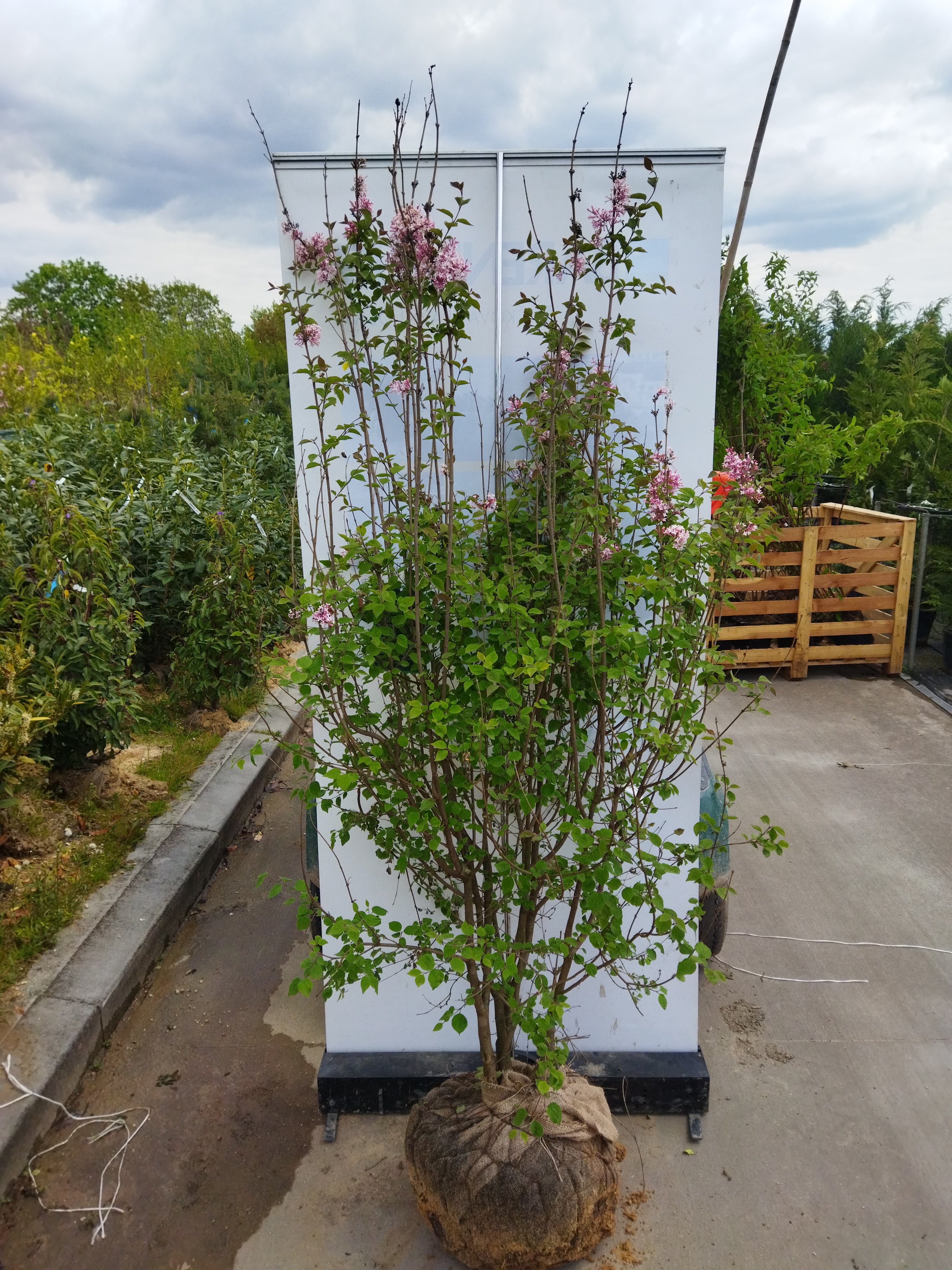 Syringa microphylla ´Superba´