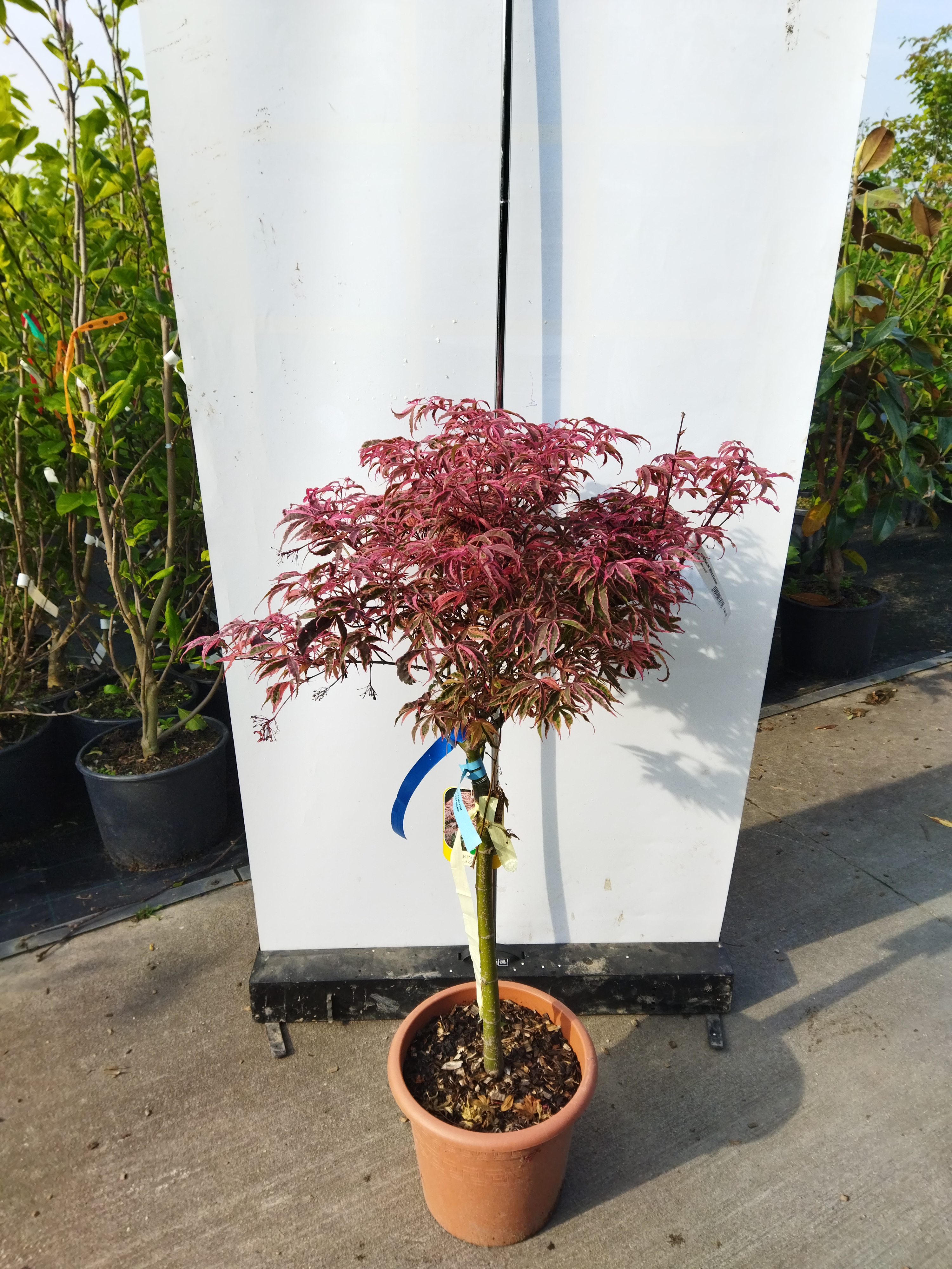 Acer palmatum ´Shirazz Dream´