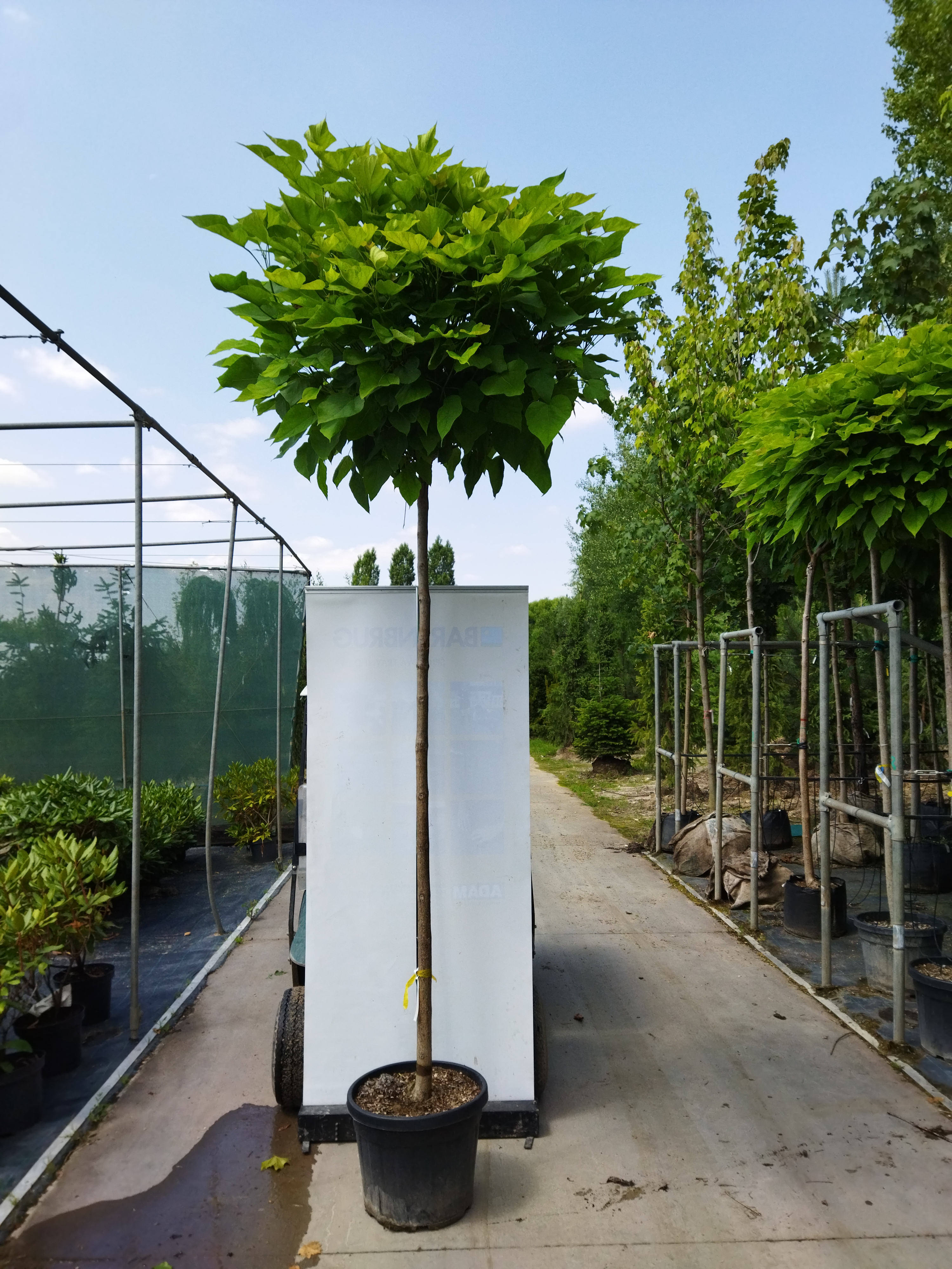 Catalpa bignonioides ´Nana´
