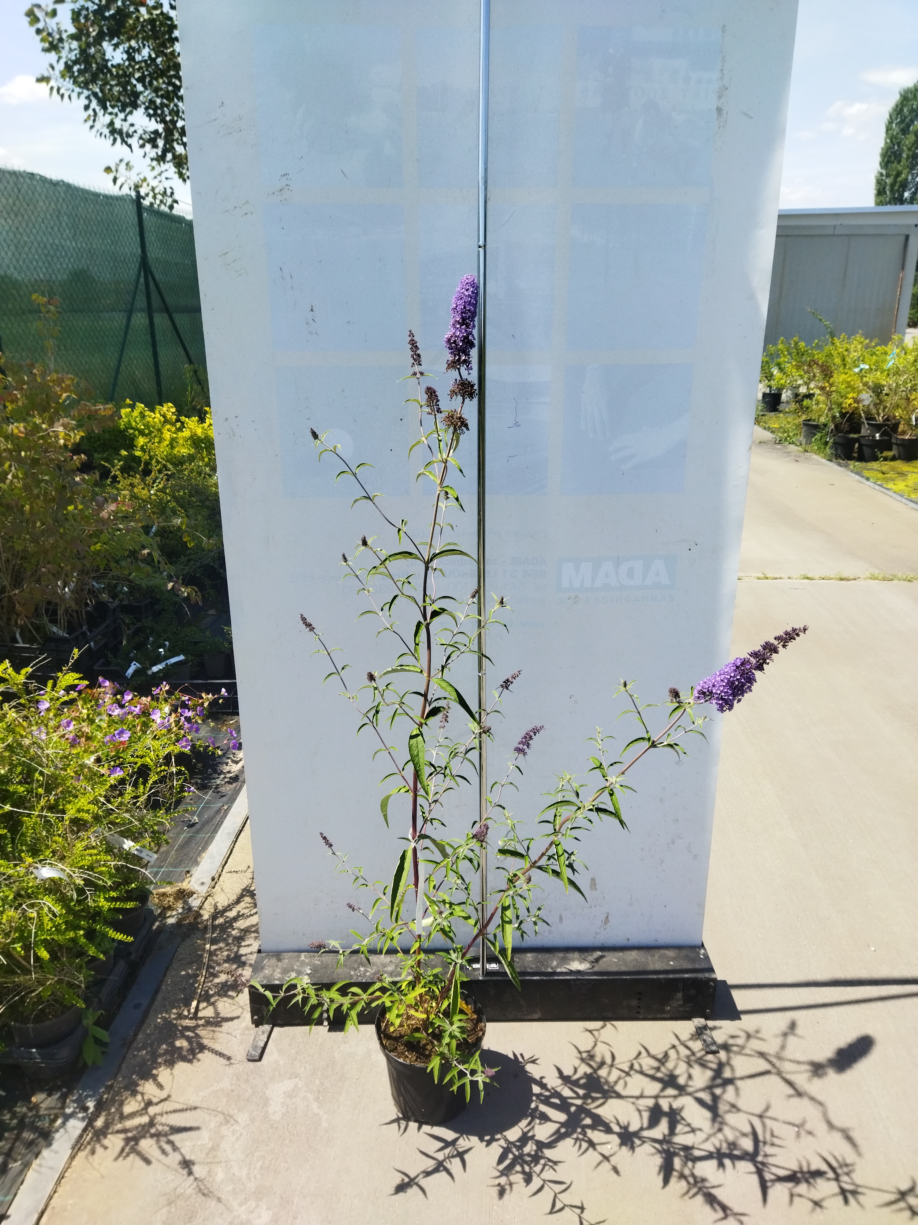 Buddleja davidii ´Nanho Blue ´