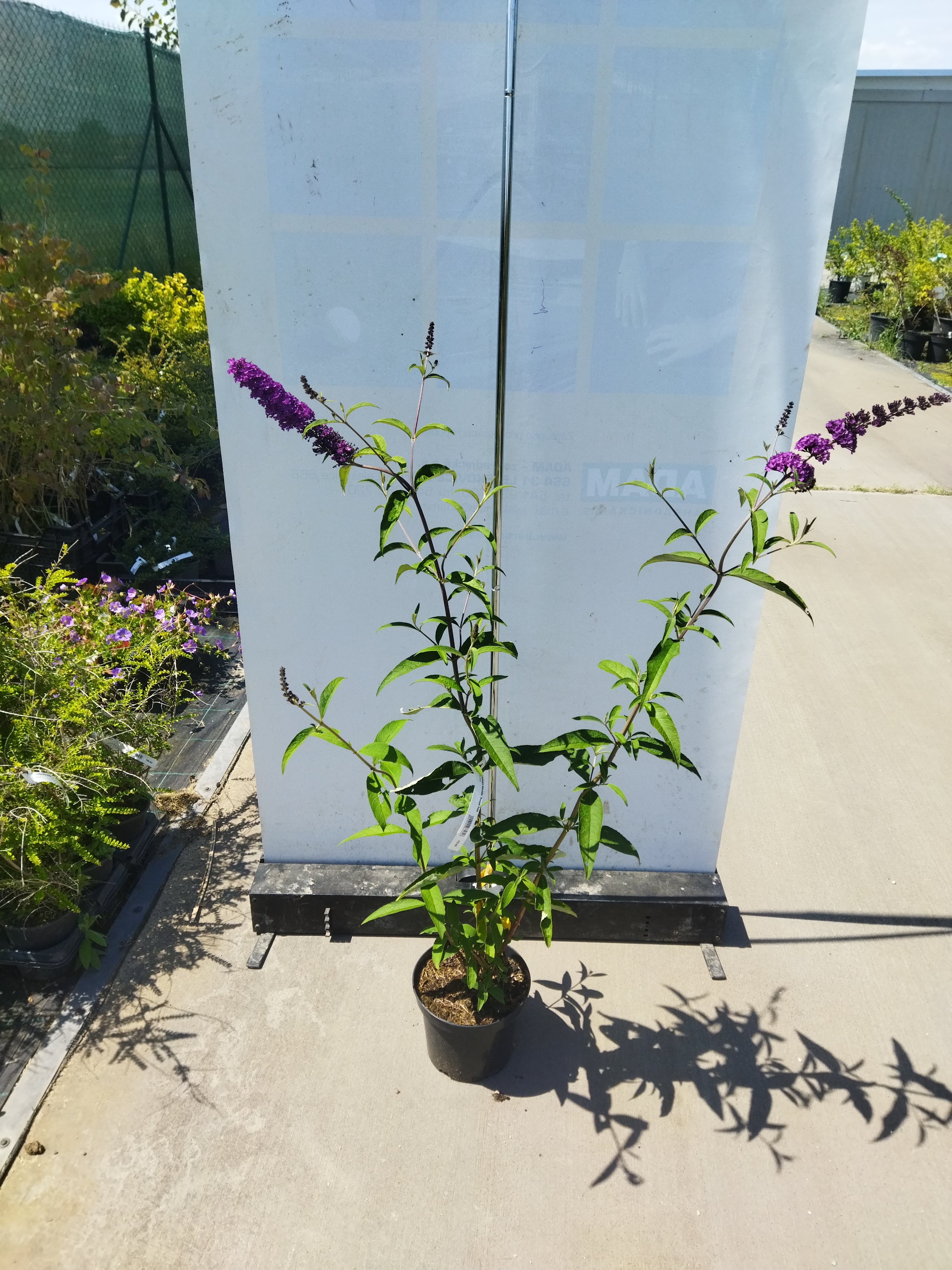 Buddleja davidii ´Royal Red ´