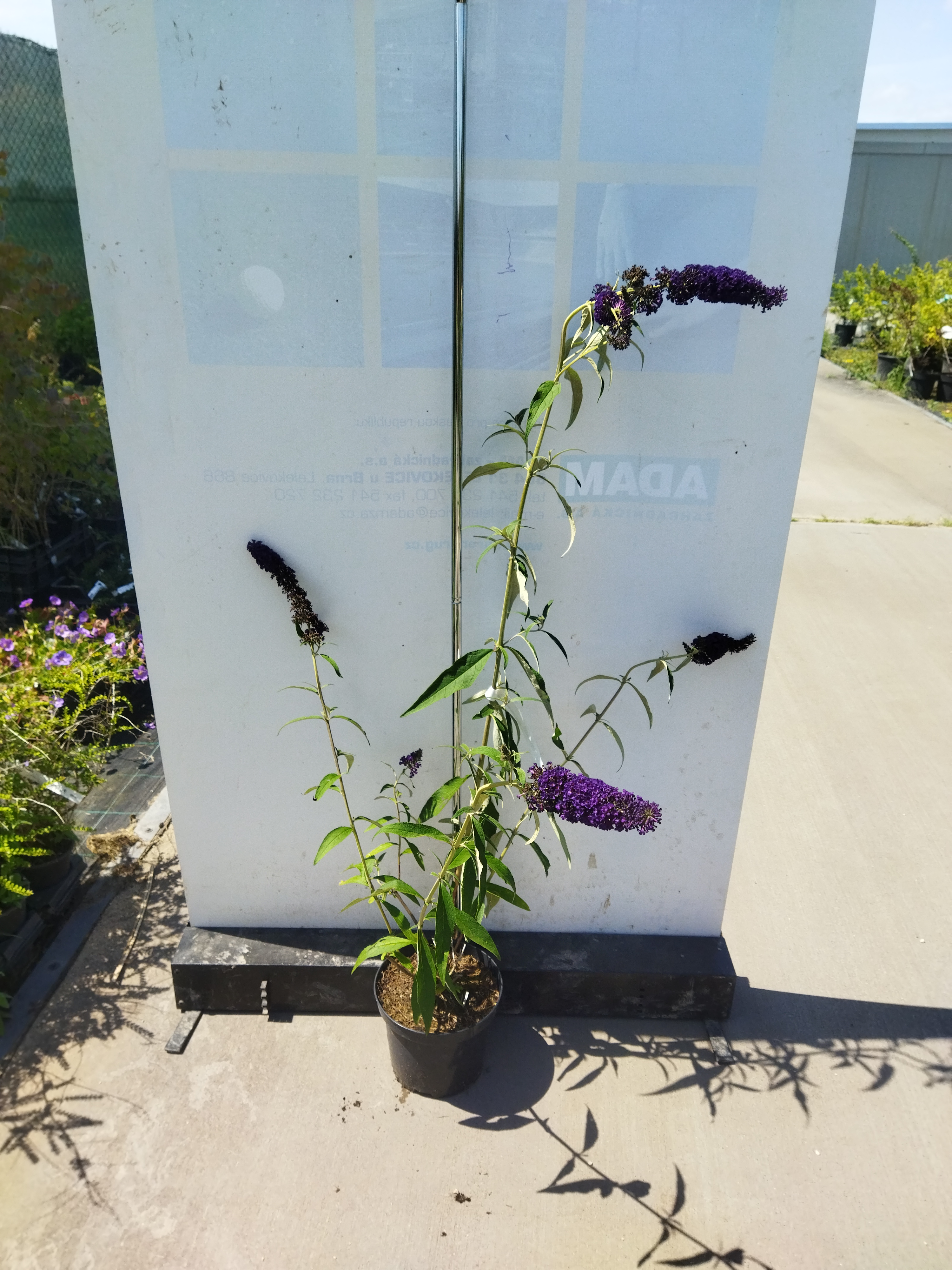 Buddleja davidii ´Black Knight´