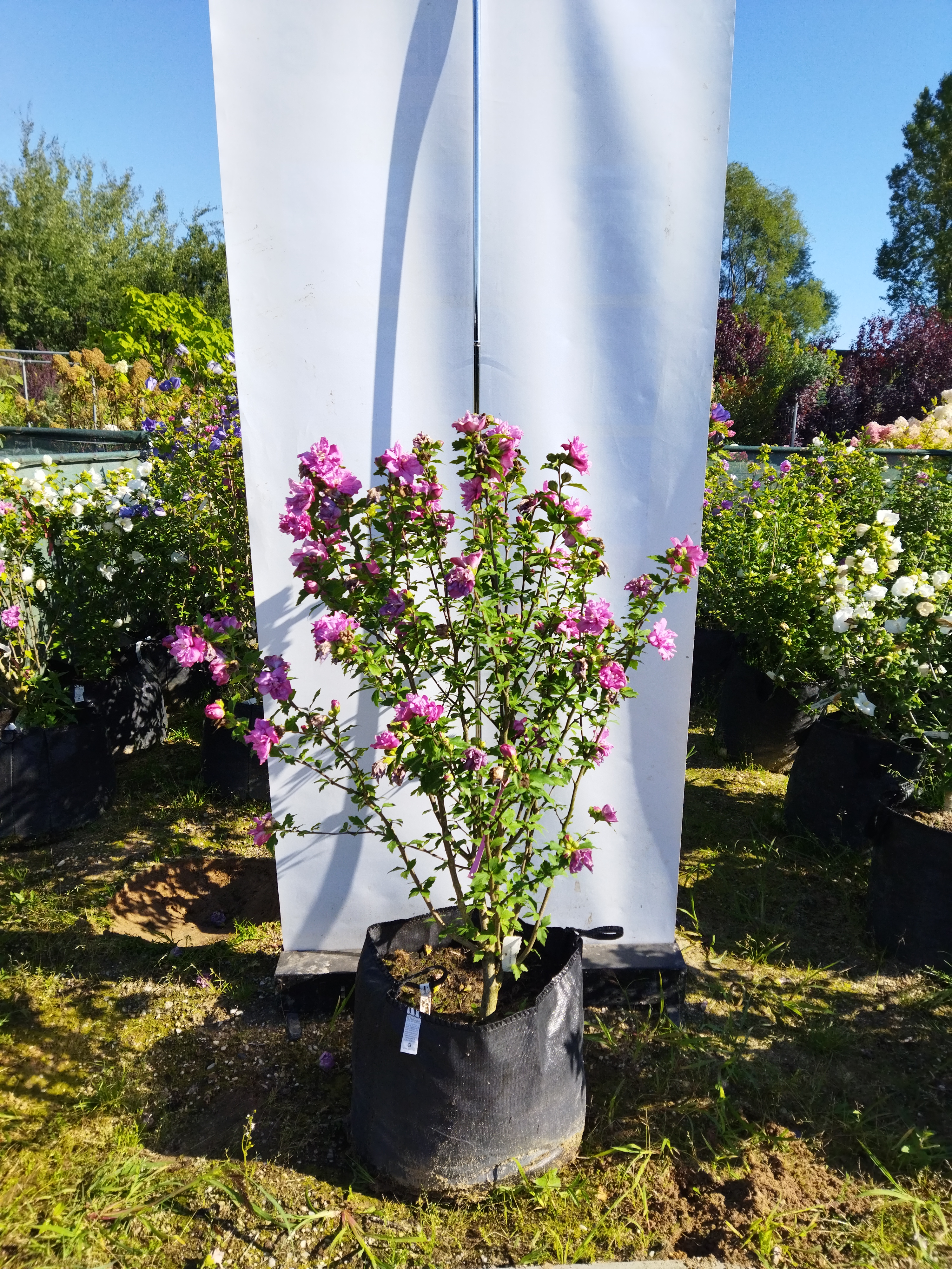 Hibiscus syriacus ´Puniceus Plenus´