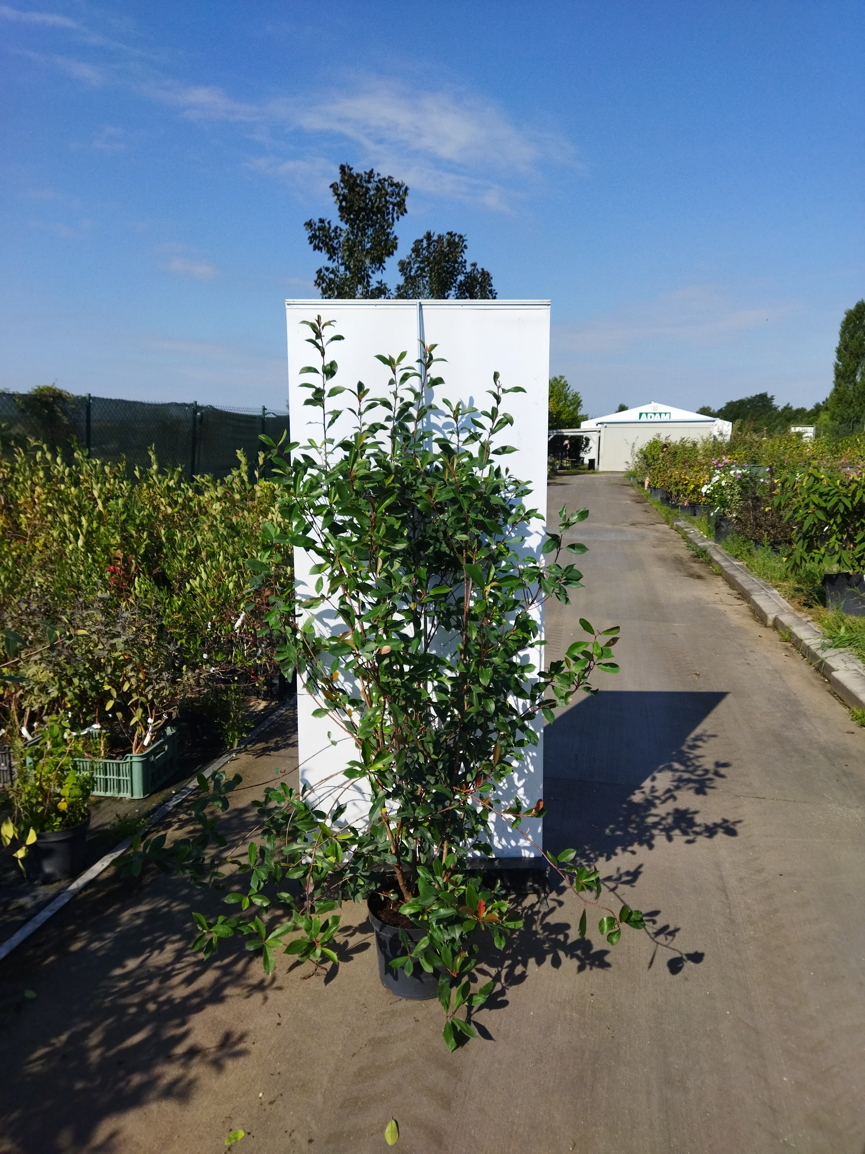 Photinia fraseri ´Carre Rouge´