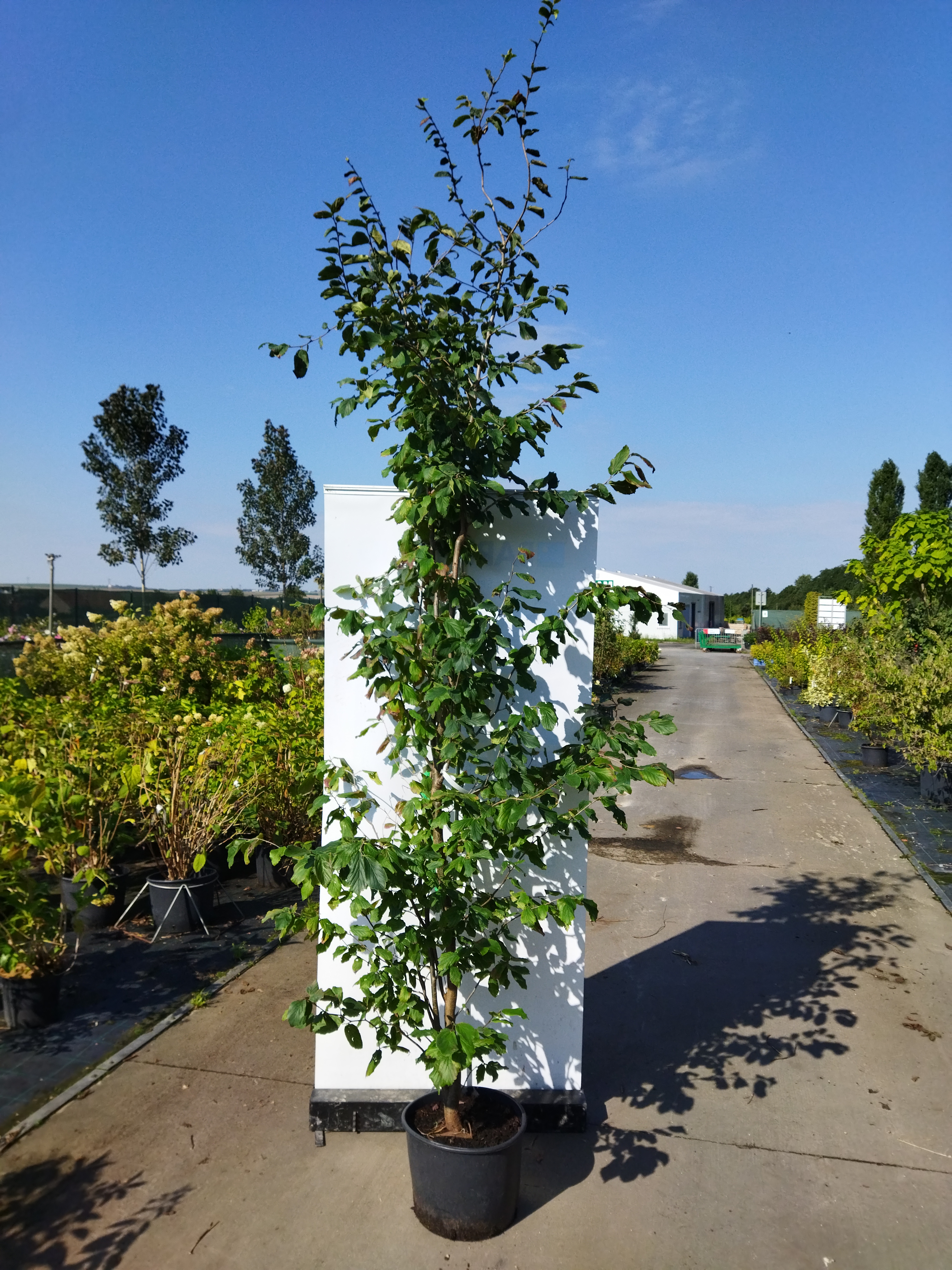 Parrotia persica ´Vanessa´