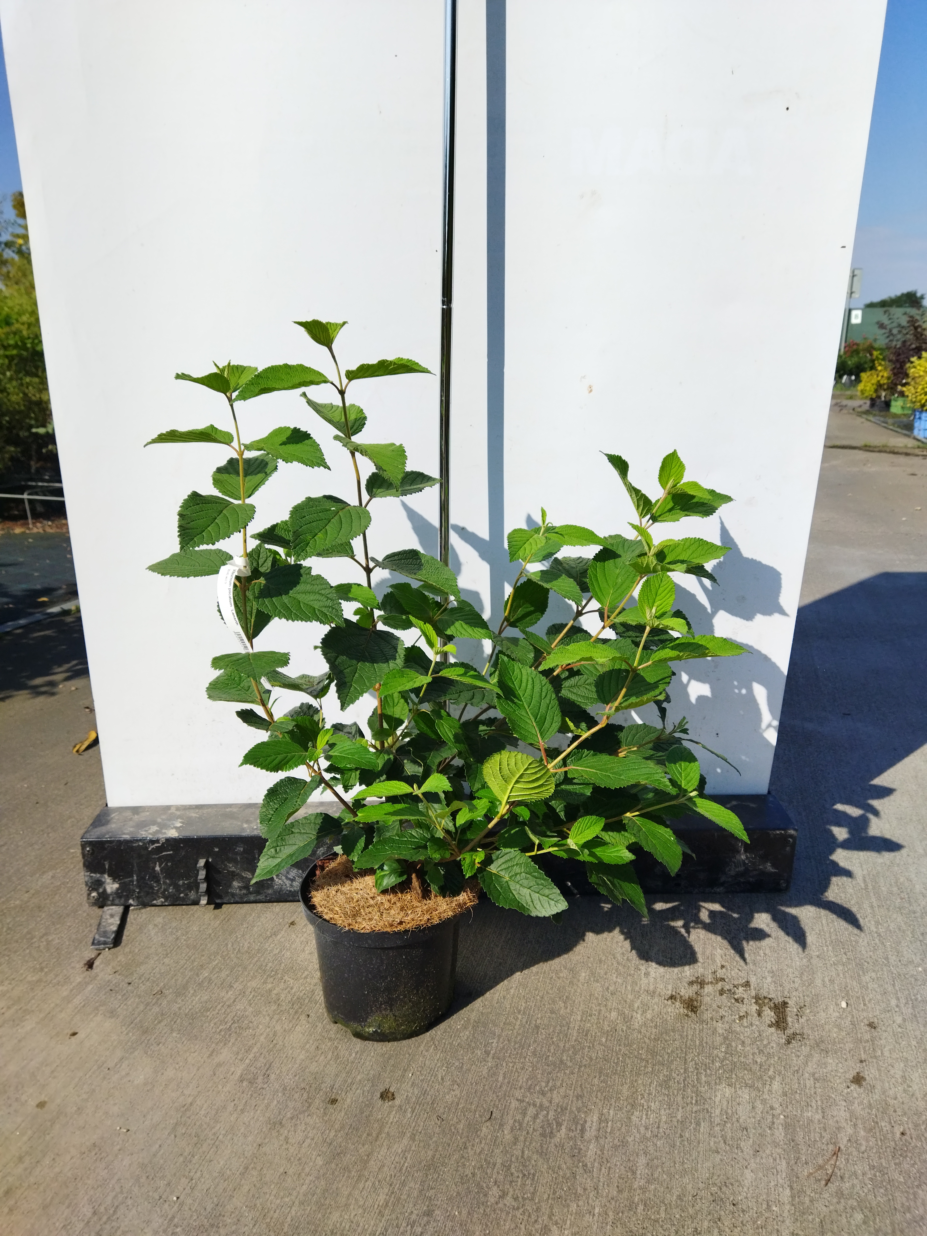 Viburnum plicatum ´Lanarth´