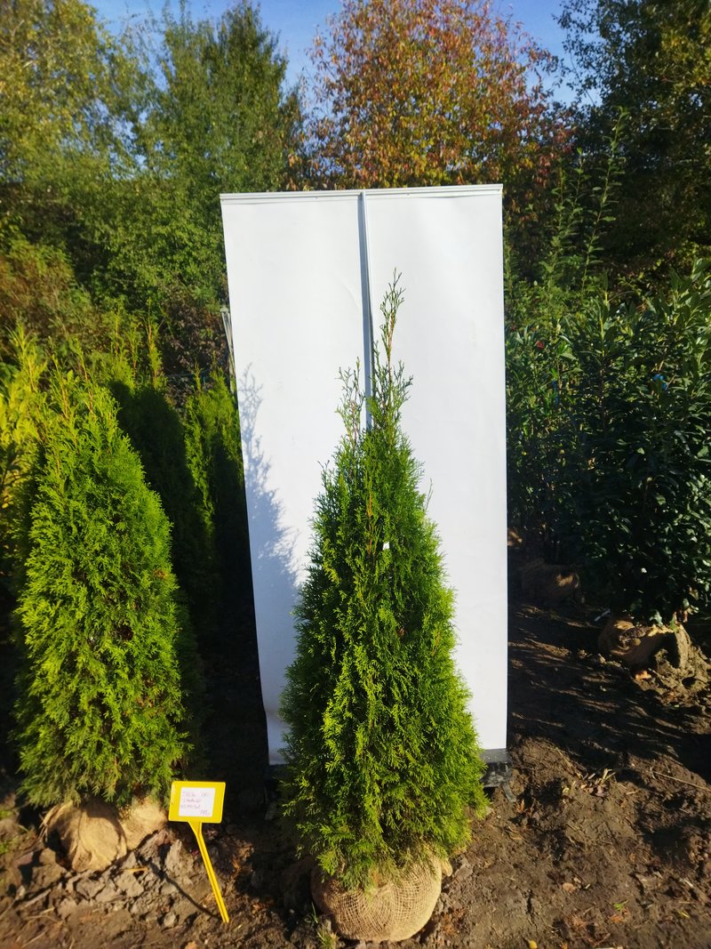 Thuja occidentalis ´Smaragd´