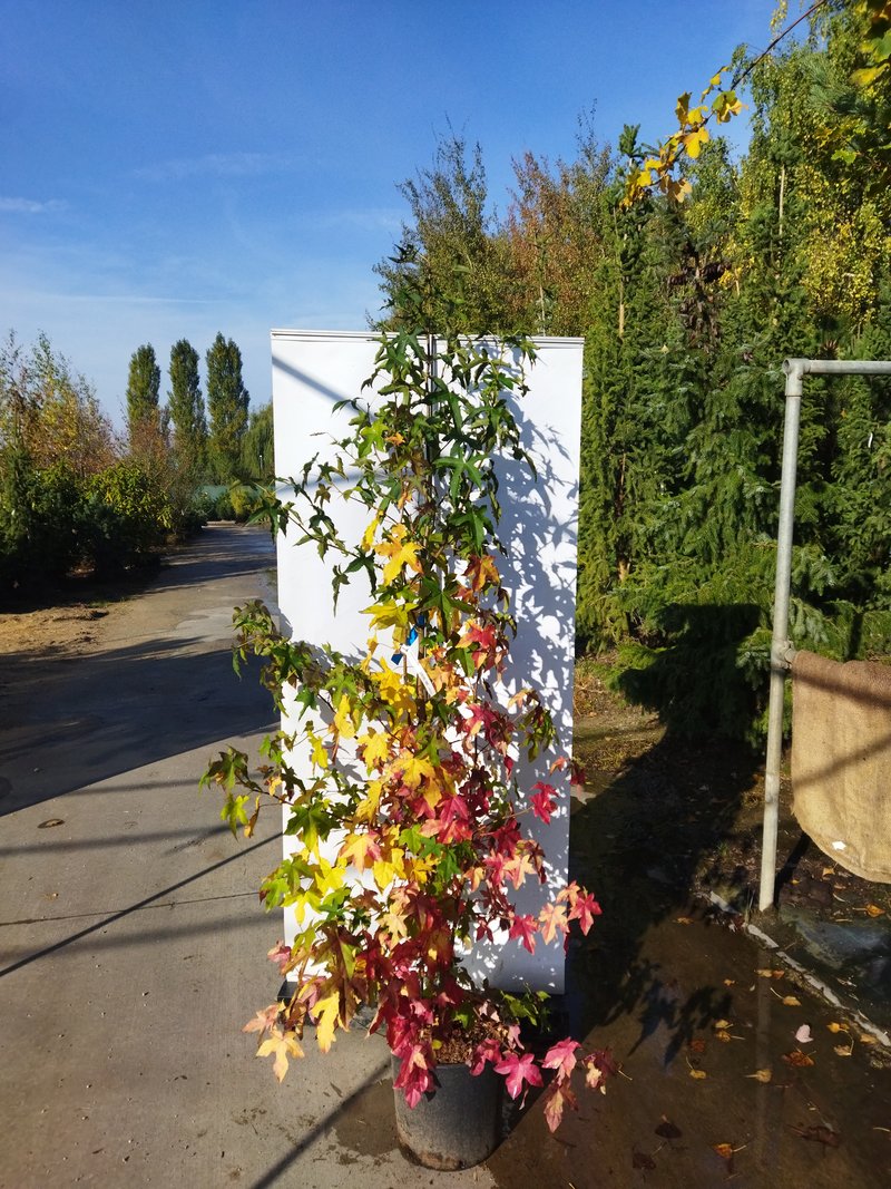 Liquidambar styraciflua