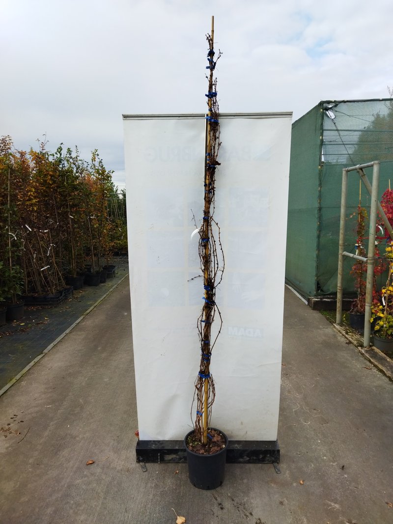 Parthenocissus quinquefolia