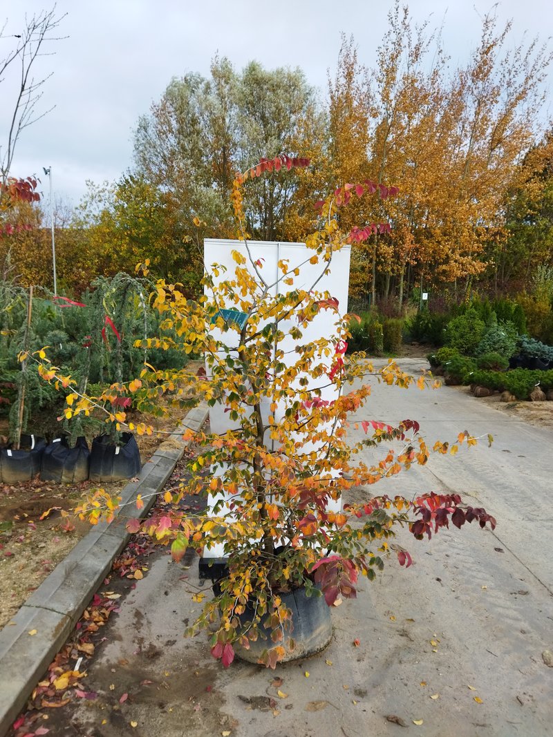 Parrotia persica