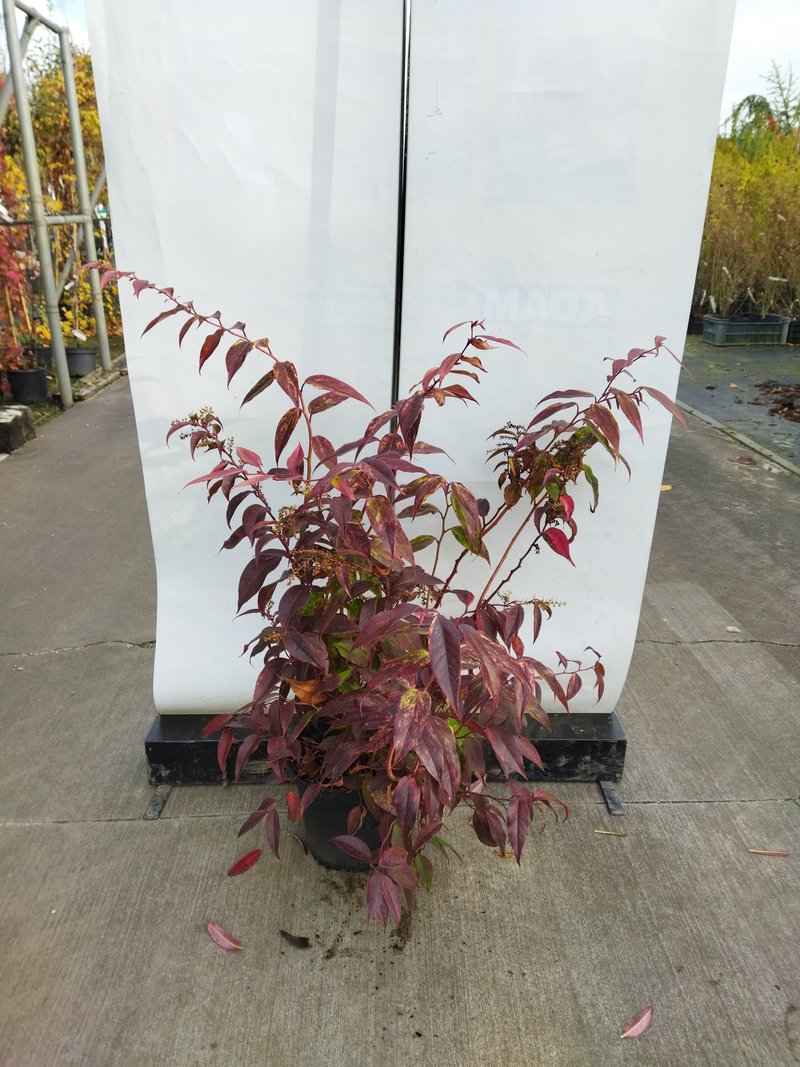 Leucothoe watererii Rainbow