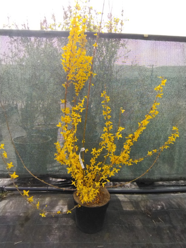 Forsythia x intermedia ´Lynwood´