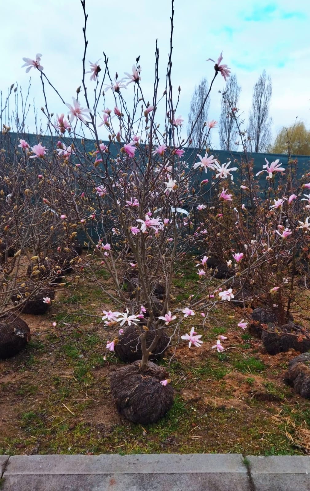 Magnolia stellata ´Rosea´