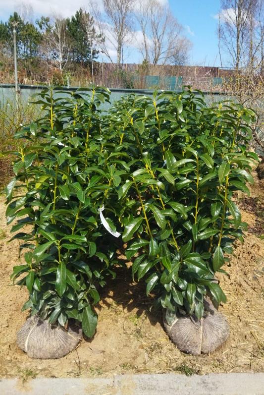 Prunus laurocerasus ´Genolia´