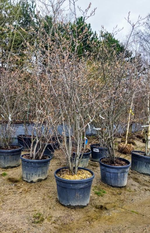 Amelanchier lamarckii