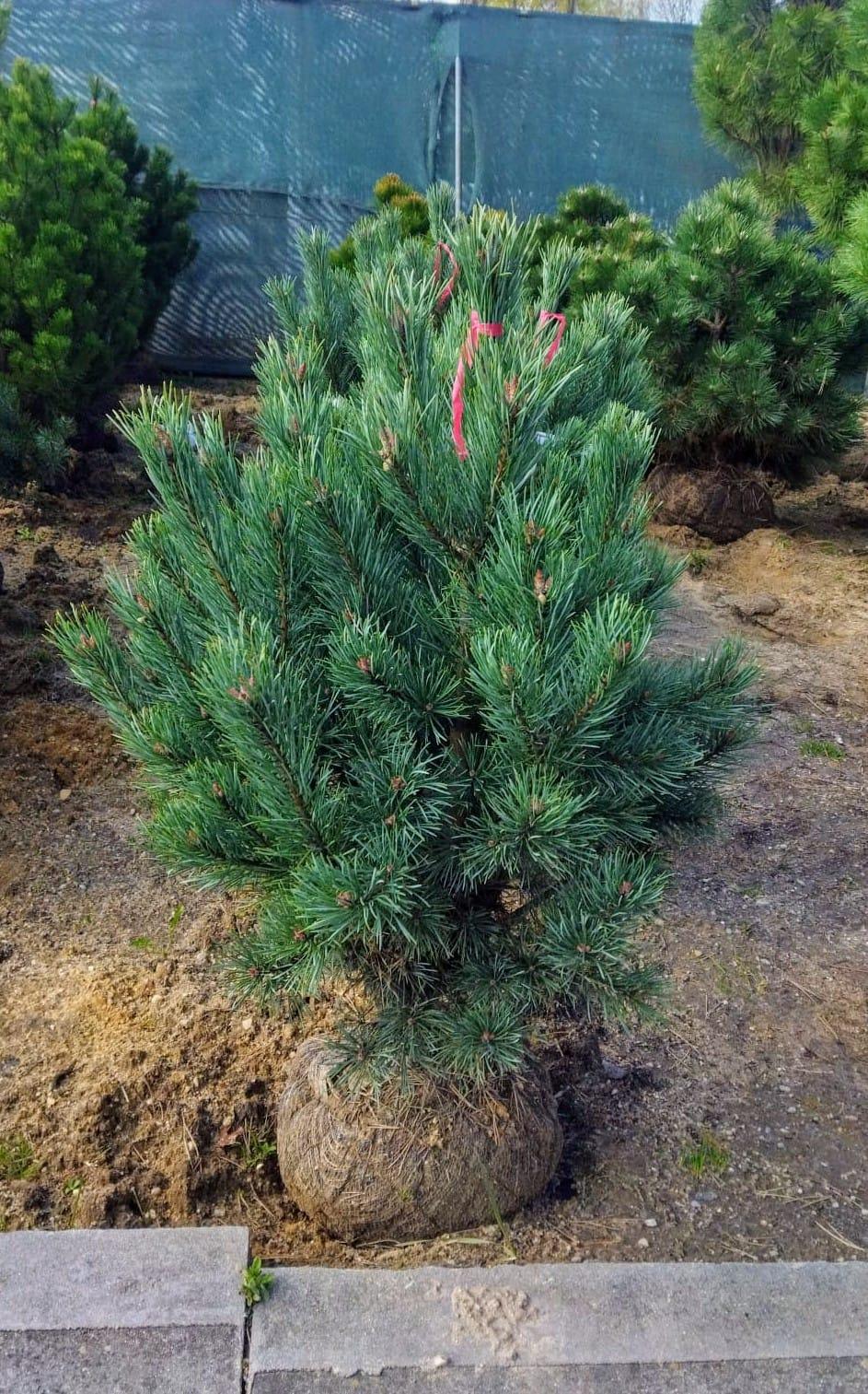 Pinus sylvestris ´Watereri´