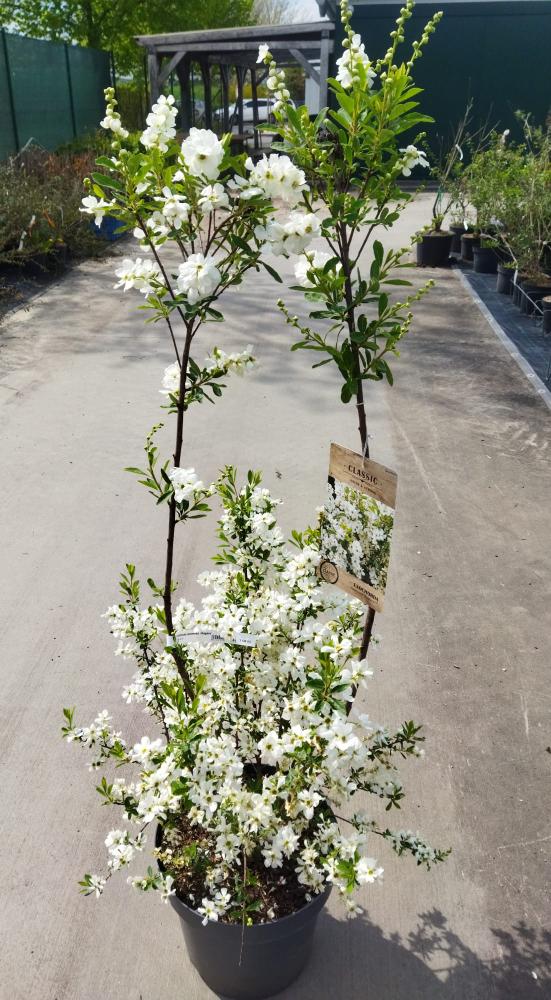 Exochorda racemosa ´Niagara´