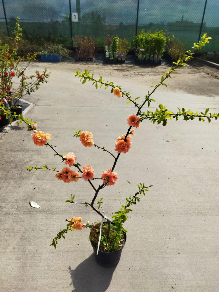 Chaenomeles x superba ´Cameo´