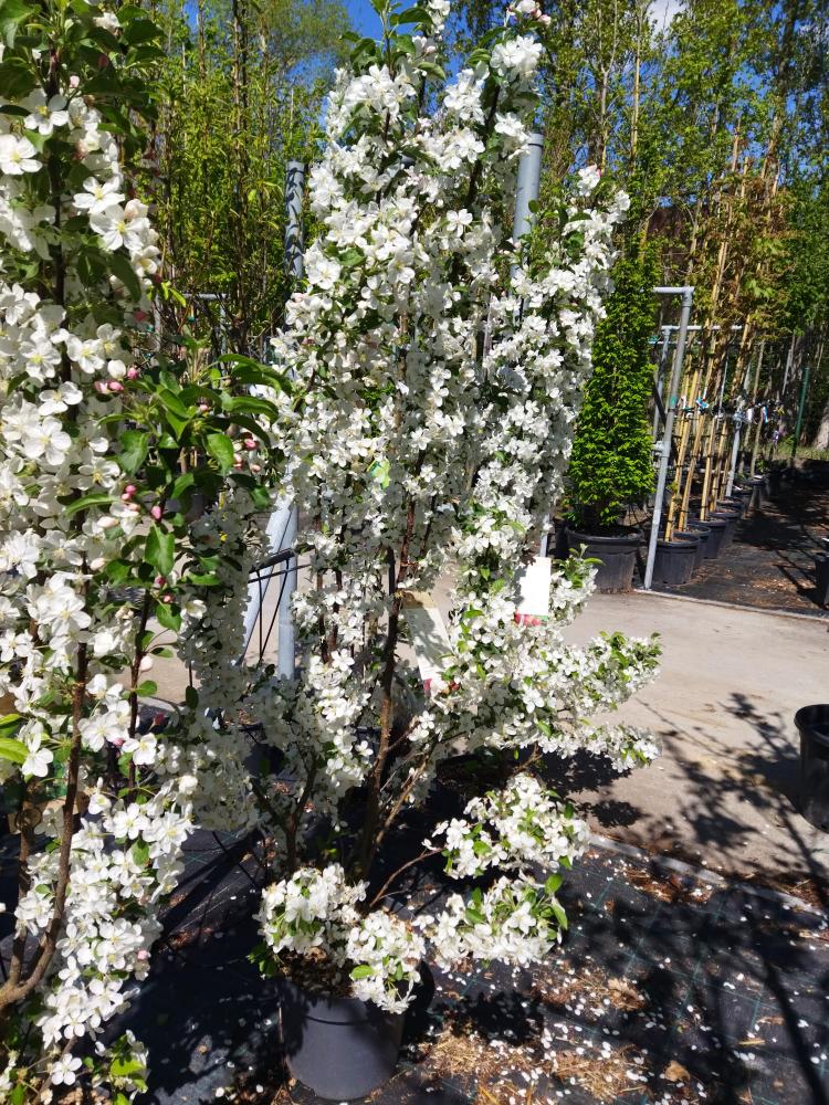 Malus ´Evereste´
