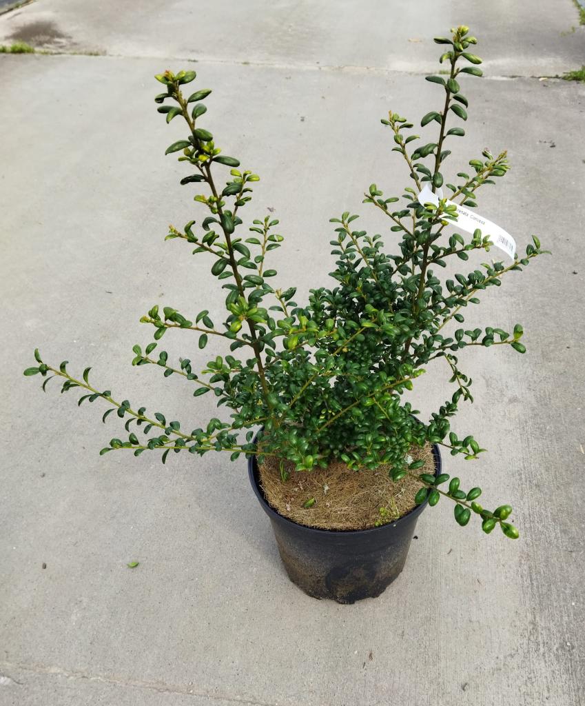 Ilex crenata ´Convexa´