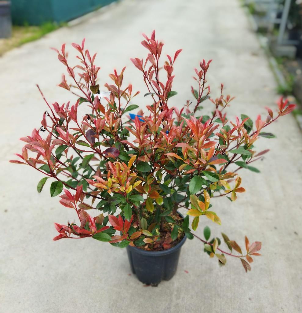 Photinia fraseri ´Carre Rouge´