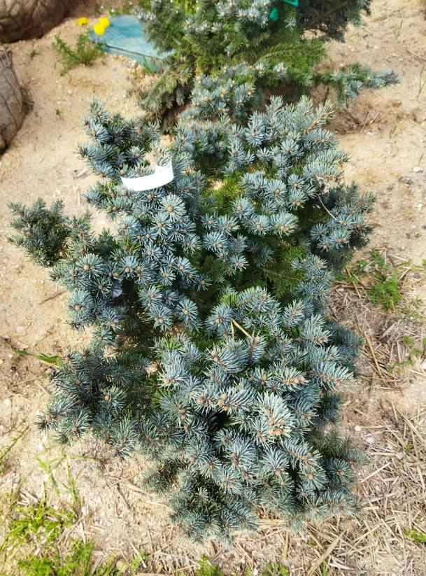 Picea pungens ´Glauca Globosa´