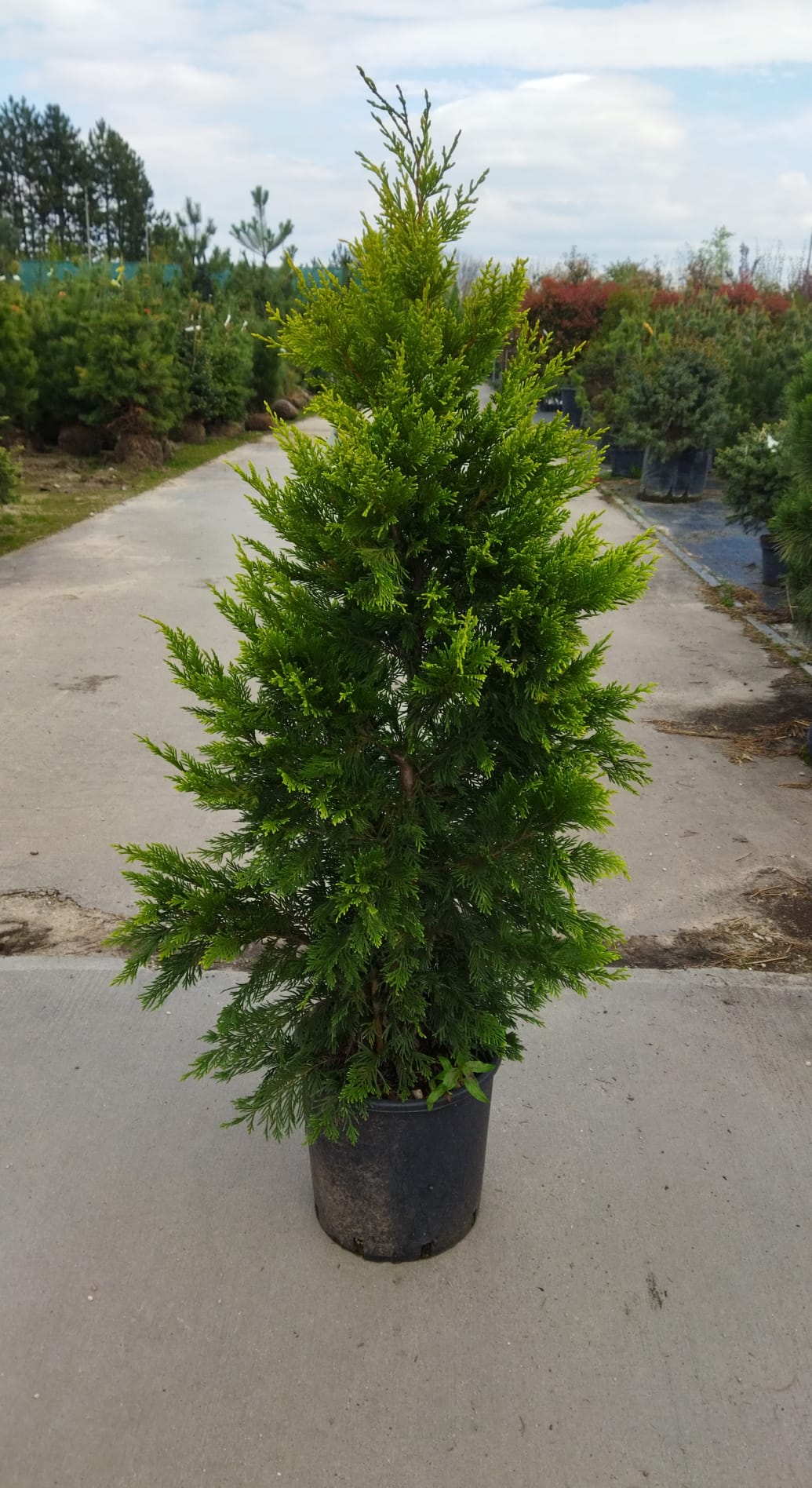 Cupressocyparis leylandii ´Gold Rider´