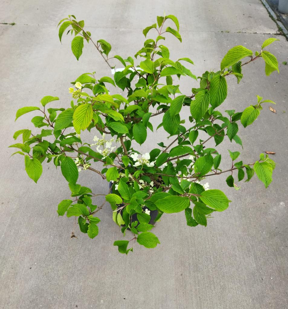 Viburnum plicatum ´Mariesii´