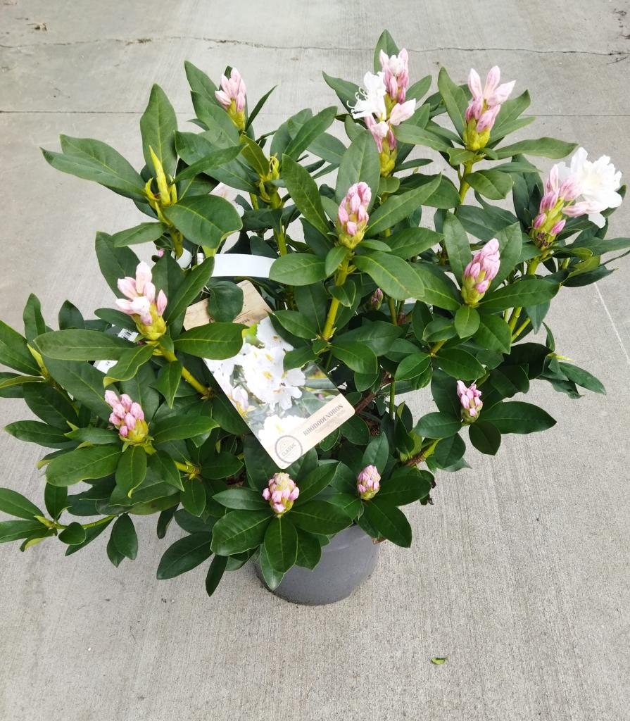 Rhododendron ´Cunningham´s White´