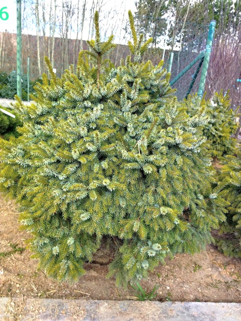Picea omorika ´Nana´