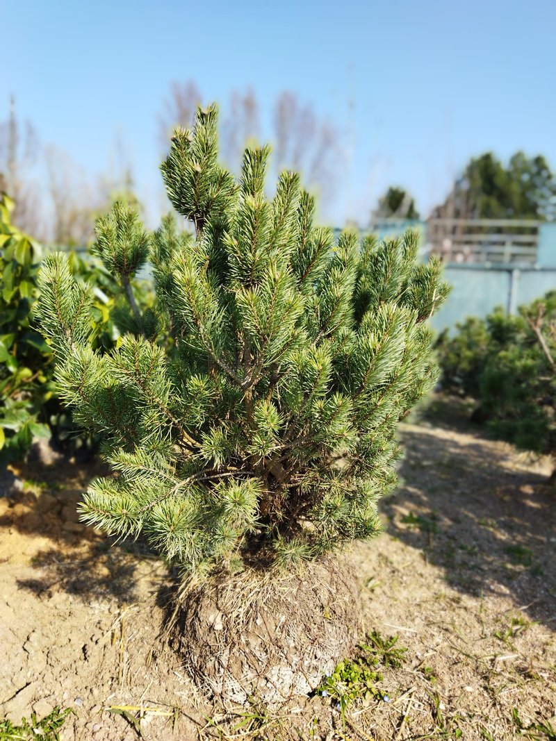 Pinus sylvestris ´Watereri´