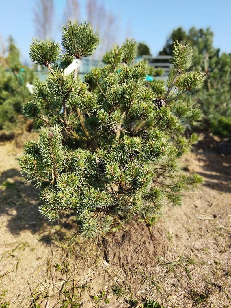Pinus sylvestris ´Hibernia´