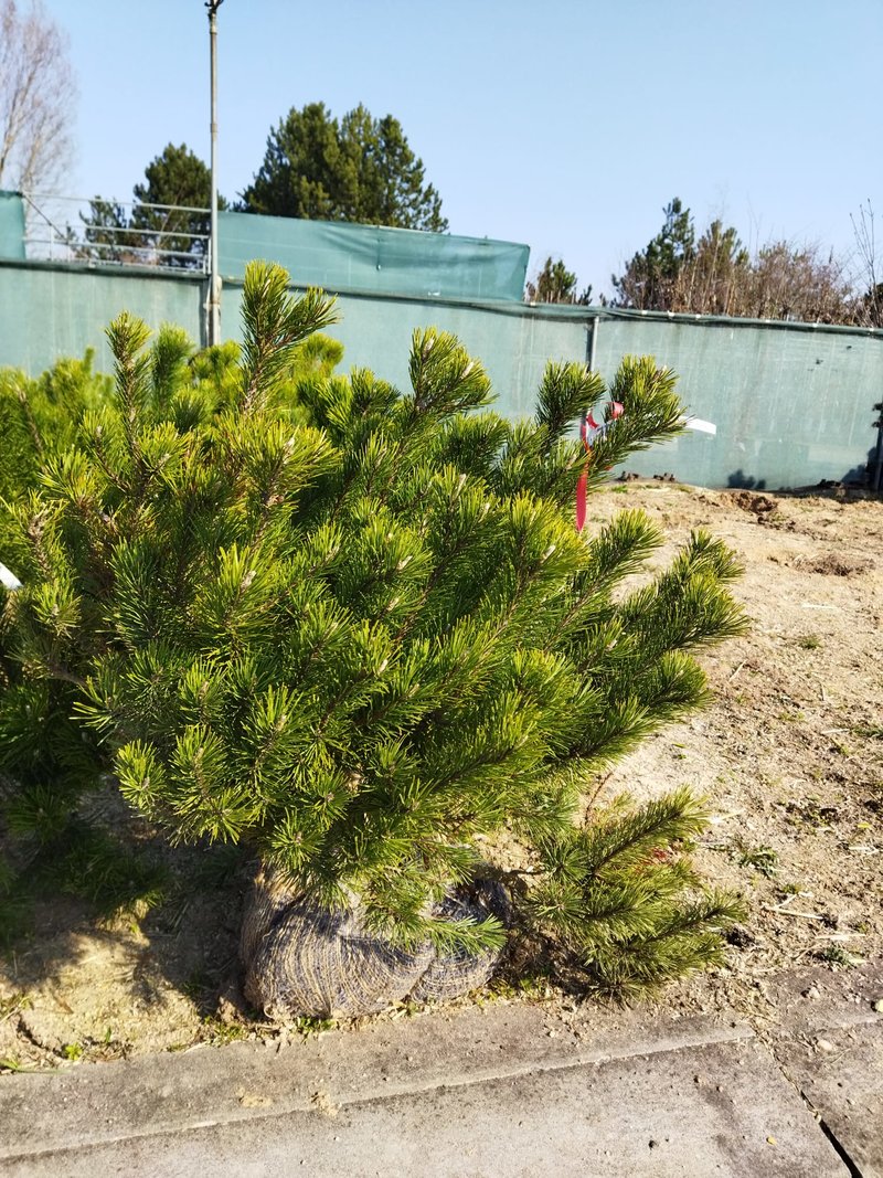 Pinus mugo ´Pumilio´