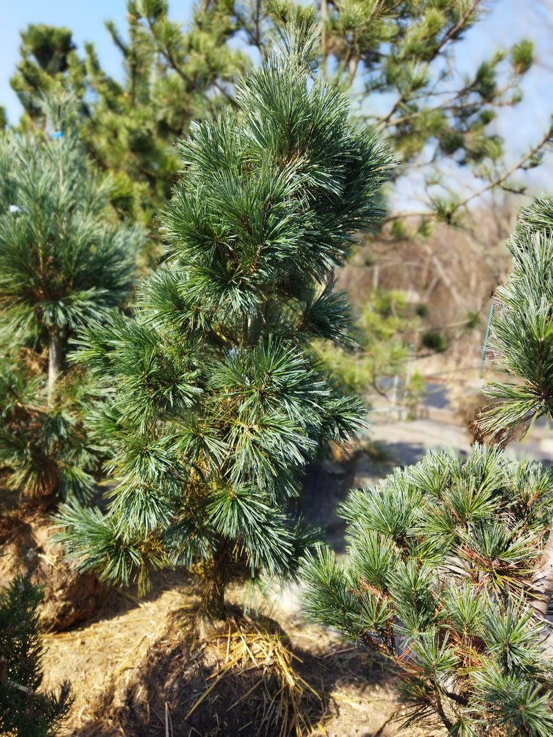 Pinus flexilis ´Vanderwolfs Pyramid´