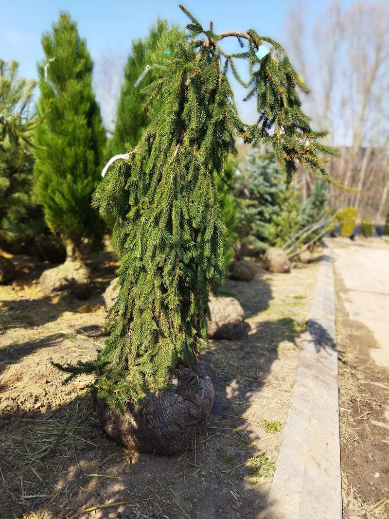 Picea abies ´Inversa´