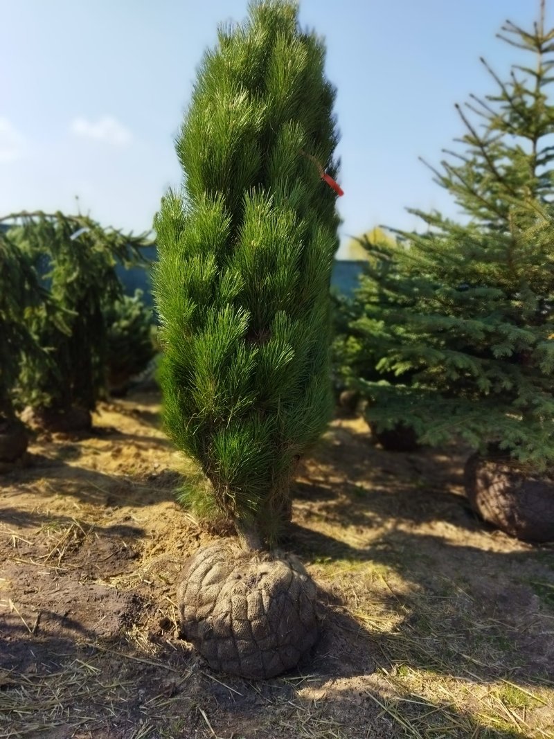 Pinus nigra ´Green Geysir´