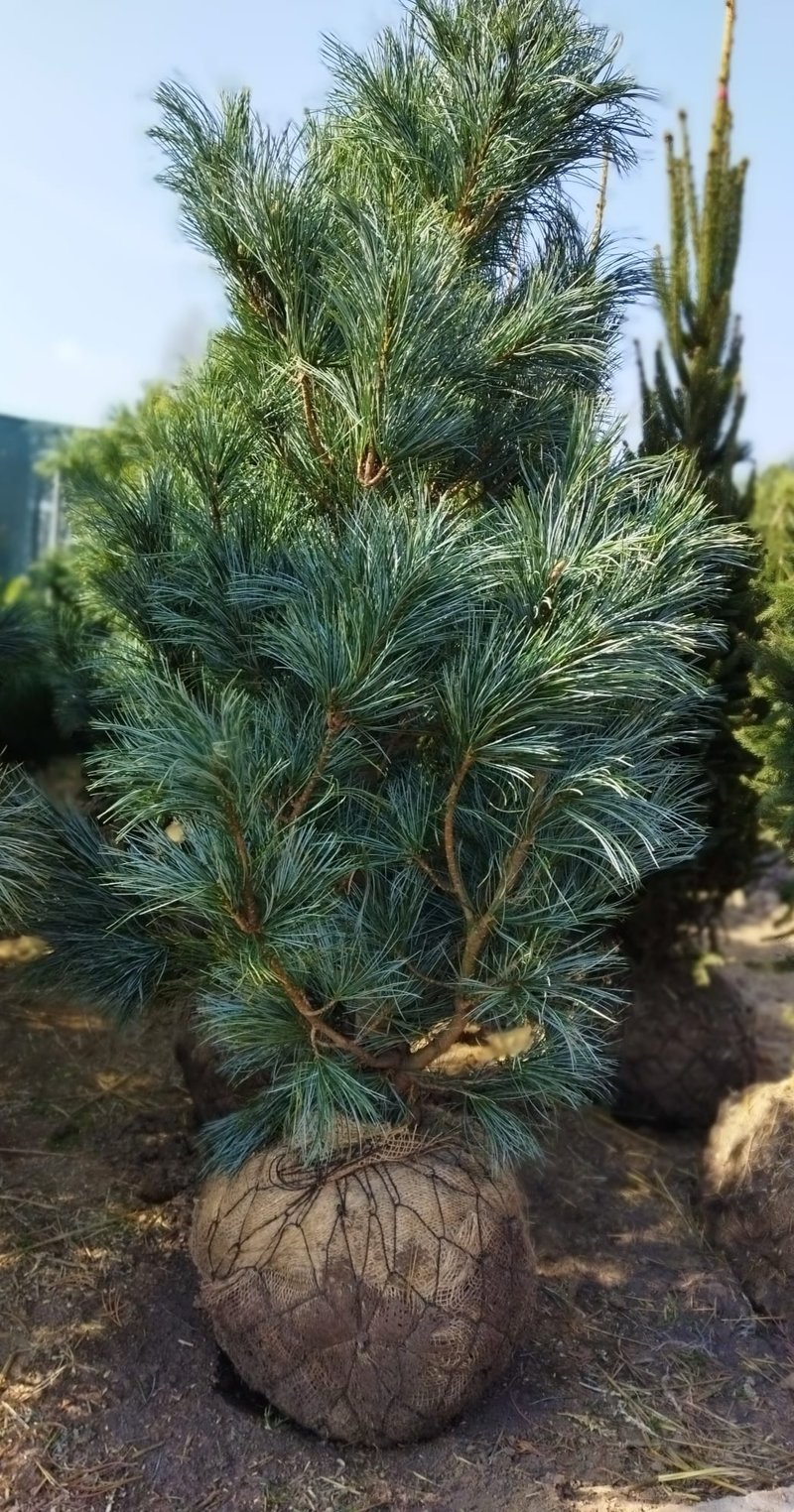 Pinus koraiensis ´Silveray´