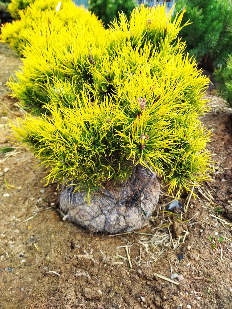 Pinus mugo ´Carsten´s Wintergold´