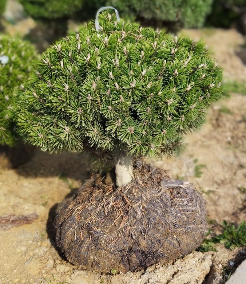 Pinus mugo ´Benjamin´