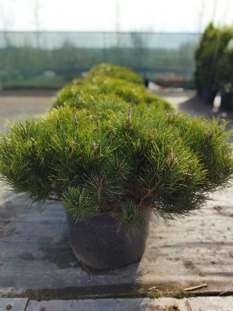 Pinus mugo mugo