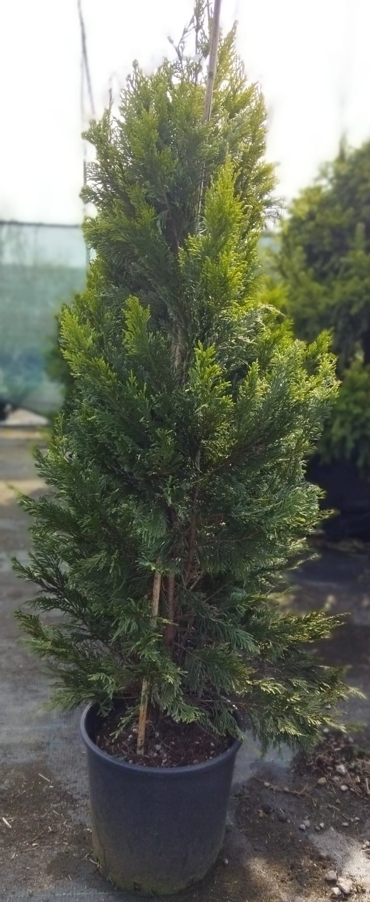 Cupressocyparis leylandii ´Gold Rider´