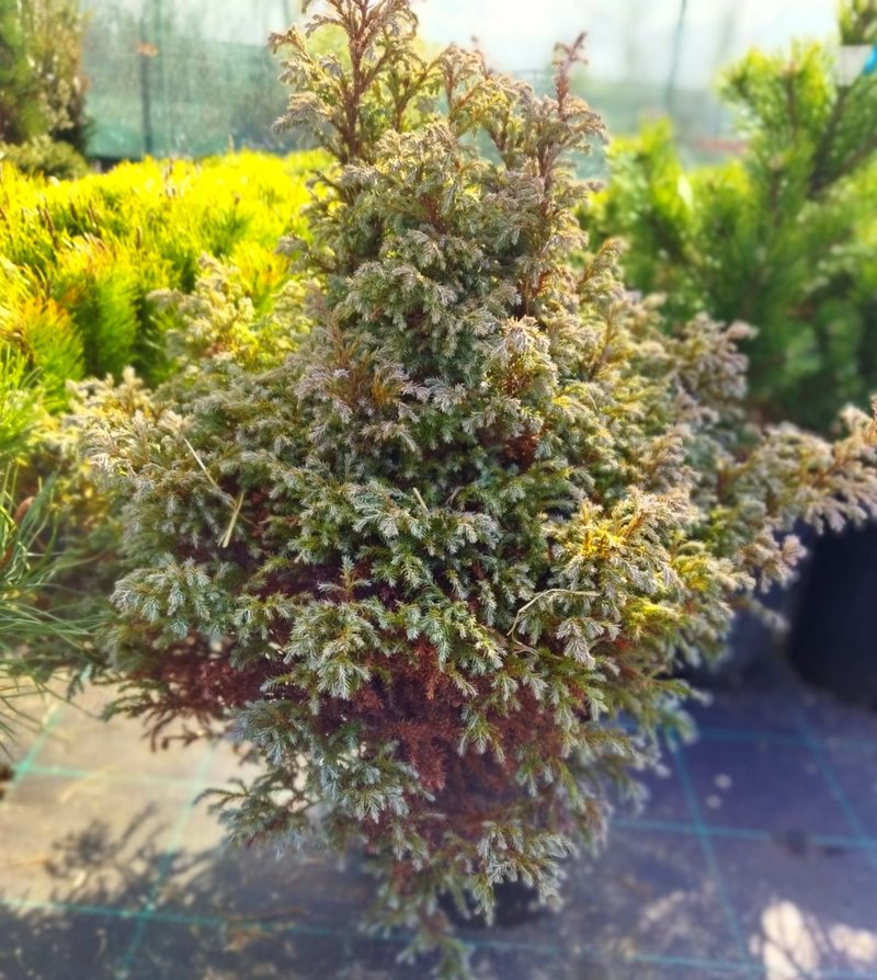 Chamaecyparis pisifera ´Baby Blue´