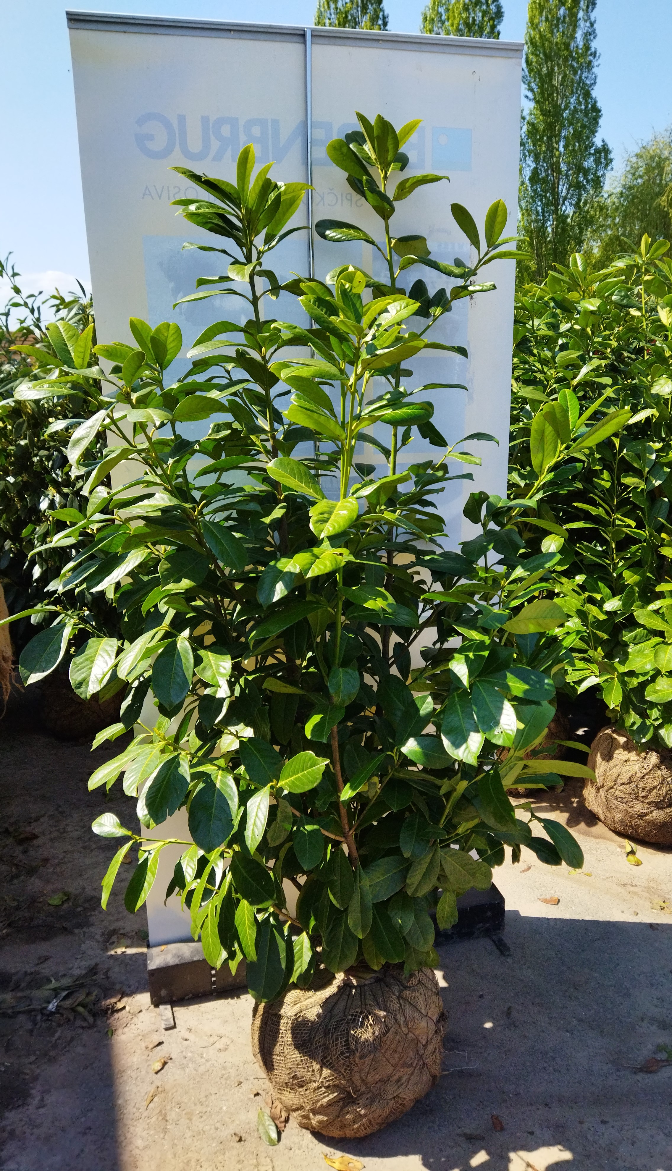 Prunus laurocerasus ´Rotundifolia´