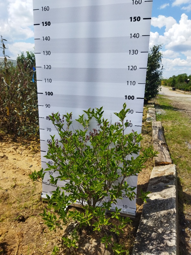 Syringa patula ´Miss Kim´