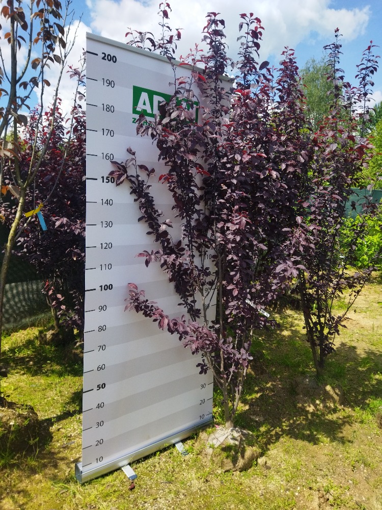 Prunus cerasifera ´Nigra´