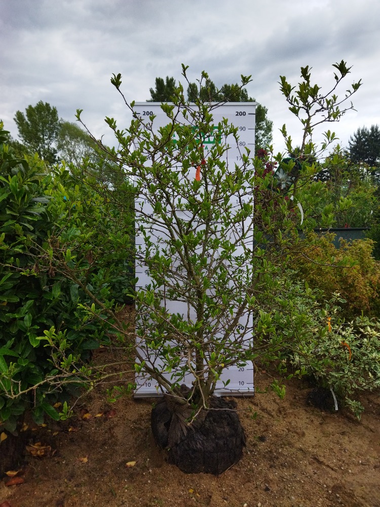 Magnolia stellata