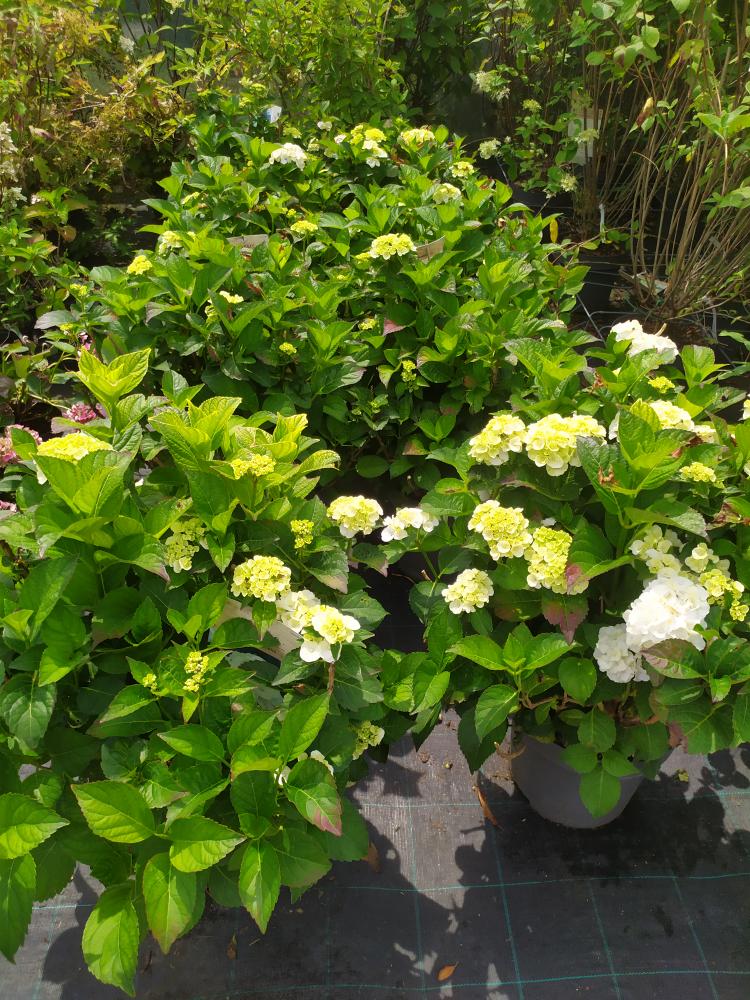 Hydrangea macrophylla ´Wudu´
